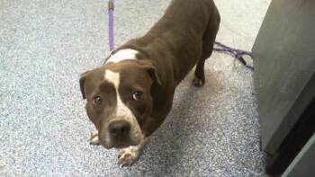 A1268966 -  Pit Bull Terrier Dog for Adoption in Charlotte, North Carolina - A1268966 | PetCurious