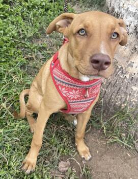 Rescue Vizsla and Hound Dogs for Adoption in Bell Gardens, California - BRENDA | PetCurious