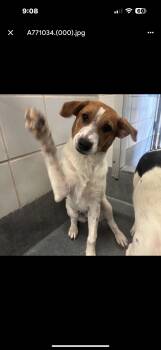 Rescue Australian Cattle Dog Blue Heeler Dogs for Adoption in Huntington, New York - Blu | PetCurious