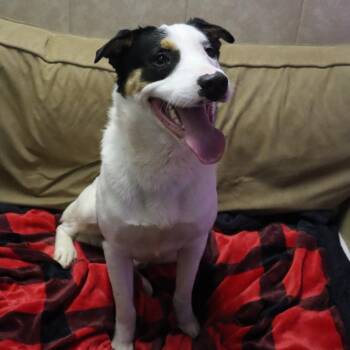 Shepherd Dogs Available for Adoption - Fella | PetCurious