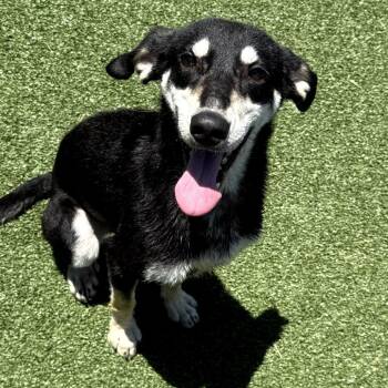 San Francisco -  Hound Dog for Adoption in Chatham, Virginia - San Francisco | PetCurious