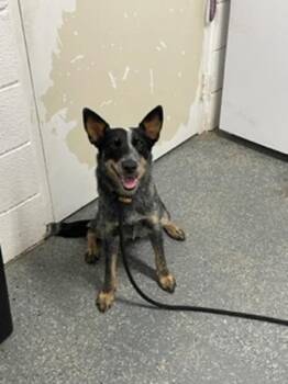 Kiko -  Australian Cattle Dog Blue Heeler Dog for Adoption in Morristown, Tennessee - Kiko | PetCurious