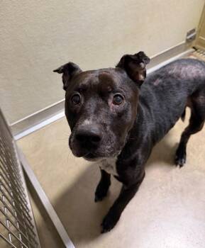 King -  American Staffordshire Terrier Dog for Adoption in Pierceton, Indiana - King | PetCurious