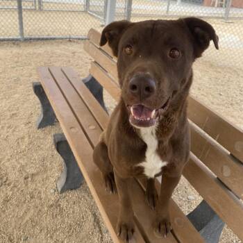 Mixed Breed Dogs Available for Adoption in Las Cruces, New Mexico - Oso | PetCurious