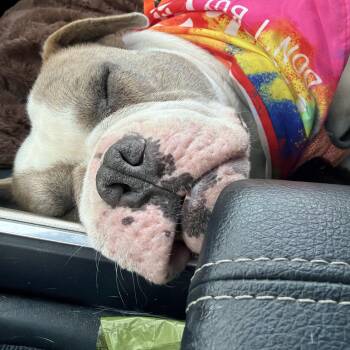 American Bulldog Dogs Available for Adoption in Saratoga Springs, New York - Bubba | PetCurious