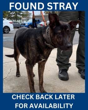 Rescue Shepherd and Mixed Breed Dogs for Adoption in Hamilton Township, New Jersey - Alejandro | PetCurious