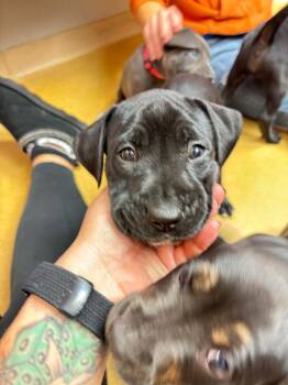 Clyde -  Pit Bull Terrier Dog for Adoption in Shillington, Pennsylvania - Clyde | PetCurious