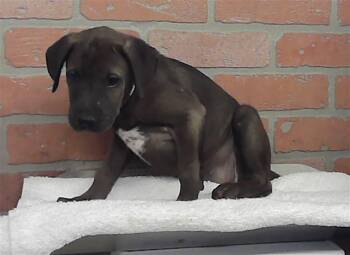 A2086326 -  Staffordshire Bull Terrier and Mixed Breed Dog for Adoption in Houston, Texas - A2086326 | PetCurious