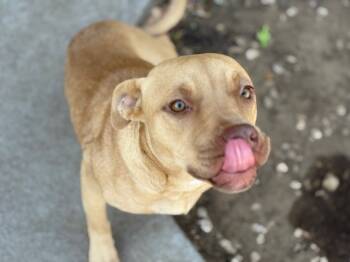 Rescue Pit Bull Terrier Dogs for Adoption in Tulsa, Oklahoma - QUESO | PetCurious