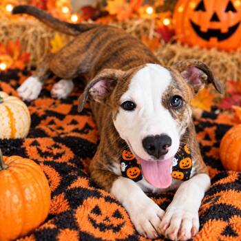 Fifth Harmony -  Mixed Breed Dog for Adoption in Binghamton, New York - Fifth Harmony | PetCurious