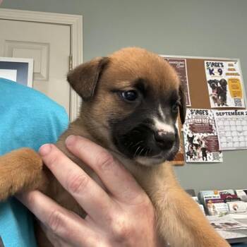 Spinach -  Mixed Breed Dog for Adoption in Waynesville, North Carolina - Spinach | PetCurious