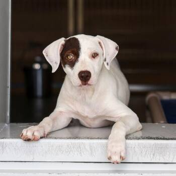 Sunflower -  Mixed Breed Dog for Adoption in Bradenton, Florida - Sunflower | PetCurious