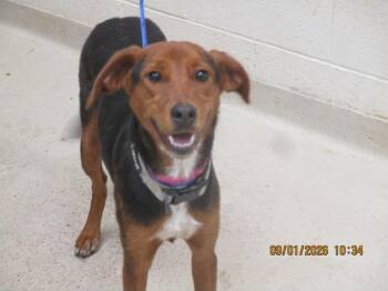 Reign(833) -  Hound Dog for Adoption in Marietta, Georgia - Reign(833) | PetCurious