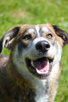 Theo -  Husky Dog for Adoption in Hayward, Wisconsin - Theo | PetCurious