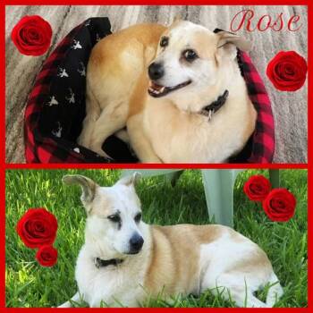 Rescue Border Collie Dogs for Adoption in VERNON ROCKVL, Connecticut - Rose | PetCurious