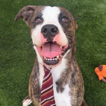 Crispix -  Mixed Breed Dog for Adoption in Warren, Ohio - Crispix | PetCurious