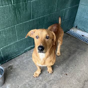 Rescue Labrador Retriever and Basset Hound Dogs for Adoption in Carencro, Louisiana - Law | PetCurious
