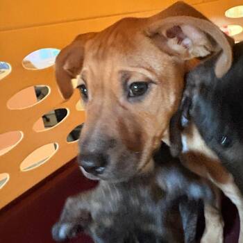 Montana -  Mixed Breed Dog for Adoption in Winston-salem, North Carolina - Montana | PetCurious