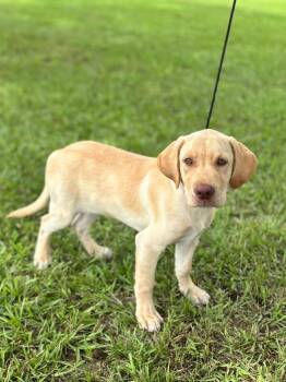 Deans -  Yellow Labrador Retriever and Mixed Breed Dog for Adoption in Aiken, South Carolina - Deans | PetCurious