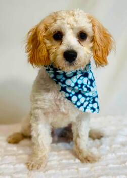 Sisco -  Cavachon Dog for Adoption in New Stanton, Pennsylvania - Sisco | PetCurious