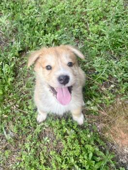 Austin -  Retriever and Collie Dog for Adoption in Waxhaw, North Carolina - Austin | PetCurious
