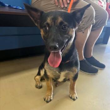 Zander - Chino Hills Location -  Cardigan Welsh Corgi and Mixed Breed Dog for Adoption in Chino Hills, California - Zander - Chino Hills Location | PetCurious