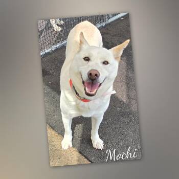 Mochi -  Shiba Inu Dog for Adoption in Fredericksburg, Virginia - Mochi | PetCurious