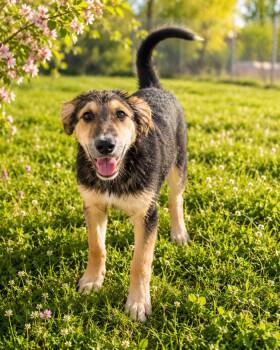 Honeymaren -  German Shepherd Dog Dog Available for Adoption in Ashland, Kentucky - Honeymaren | PetCurious