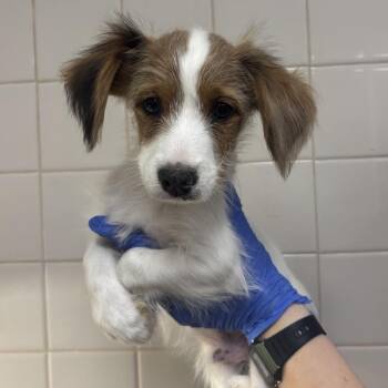 Twix -  Dachshund and Mixed Breed Dog for Adoption in Los Angeles, California - Twix | PetCurious