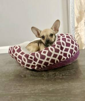 Fenn -  Chihuahua Dog for Adoption in San Diego, California - Fenn | PetCurious