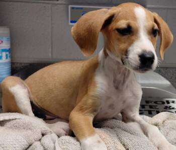 Gabby -  Hound and Mixed Breed Dog for Adoption in Henderson, North Carolina - Gabby | PetCurious