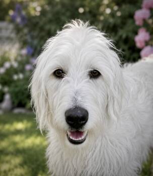 Fannie -  Labradoodle Dog for Adoption in Lucas, Texas - Fannie | PetCurious