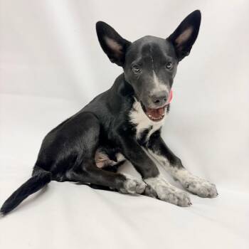 765 (2026) Alvin -  Australian Cattle Dog Blue Heeler and Mixed Breed Dog for Adoption in Parker, Colorado - 765 (2026) Alvin | PetCurious