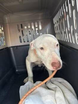 Mixed Breed Dogs Available for Adoption in West Chester, Pennsylvania - Creme | PetCurious