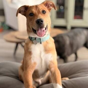 Hot Potato Loves You -  Pit Bull Terrier and Labrador Retriever Dog for Adoption in Friendswood, Texas - Hot Potato Loves You | PetCurious