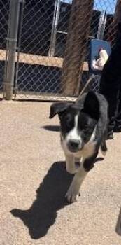 Border Collie Dogs Available for Adoption in Bernalillo, New Mexico - Benny | PetCurious