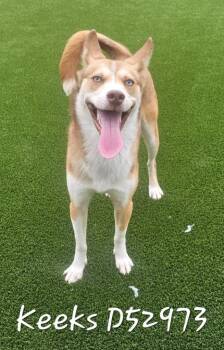 Keeks -  Siberian Husky Dog for Adoption in Clarksville, Tennessee - Keeks | PetCurious