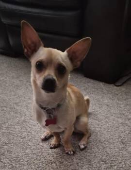Rescue Chihuahua and Dachshund Dogs for Adoption in Minneapolis, Minnesota - Ozzie | PetCurious