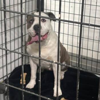 Volley -  American Bulldog and Mixed Breed Dog for Adoption in St. Louis, Missouri - Volley | PetCurious