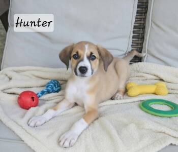 Hunter -  Terrier Dog for Adoption in Manchester, Connecticut - Hunter | PetCurious