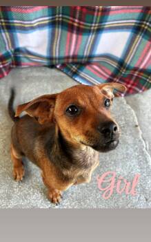 Susie -  Chiweenie and Terrier Dog for Adoption in Oakdale, California - Susie | PetCurious