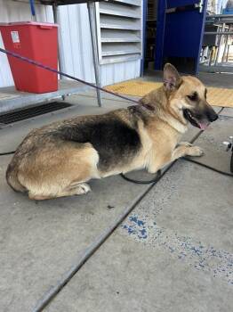 Veronica - URGENT - 24-HOUR NOTICE -  Shepherd Dog for Adoption in Thousand Oaks, California - Veronica - URGENT - 24-HOUR NOTICE | PetCurious