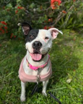 Rescue Pit Bull Terrier Dogs for Adoption in Felton, Pennsylvania - Ghost | PetCurious