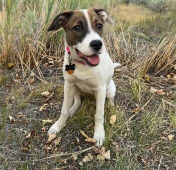 Hazel -  Catahoula Leopard Dog and Hound Dog for Adoption in Bend, Oregon - Hazel | PetCurious