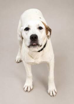 CROCKET -  Mixed Breed Dog for Adoption in Crossville, Tennessee - CROCKET | PetCurious