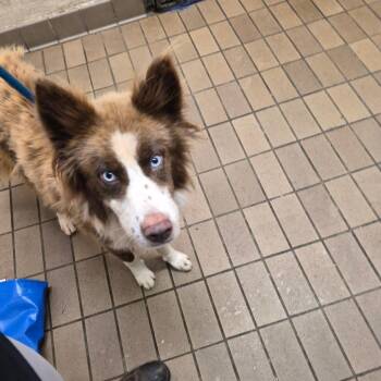 Brumble -  Collie Dog for Adoption in Birmingham, Alabama - Brumble | PetCurious