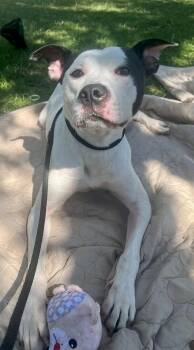 Rescue Pit Bull Terrier Dogs for Adoption in Buffalo, New York - Ghost | PetCurious