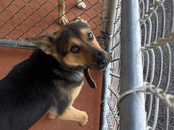 Rescue Terrier Dogs for Adoption in Paris, Tennessee - ZOHAN | PetCurious