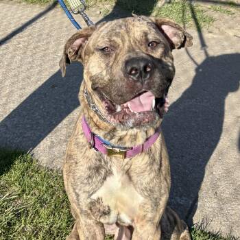 Cadillac -  Pit Bull Terrier Dog Available for Adoption in Buffalo, New York - Cadillac | PetCurious
