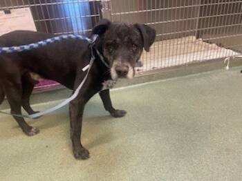 Rescue Mixed Breed Dogs for Adoption in Santa Fe, New Mexico - A173321 | PetCurious